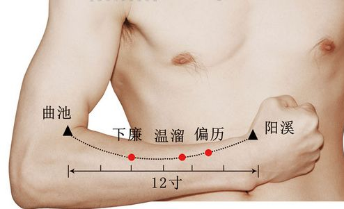 温溜穴在哪里，怎么艾灸针灸？清热解毒、安神定志