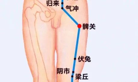 髀关穴在哪里，怎么艾灸针灸？健脾除湿、固化脾土