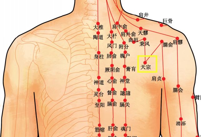 ​天宗穴位置作用与功效，各种疗法及注意事项